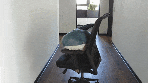 Stuffed shark in a spinning office chair GIF