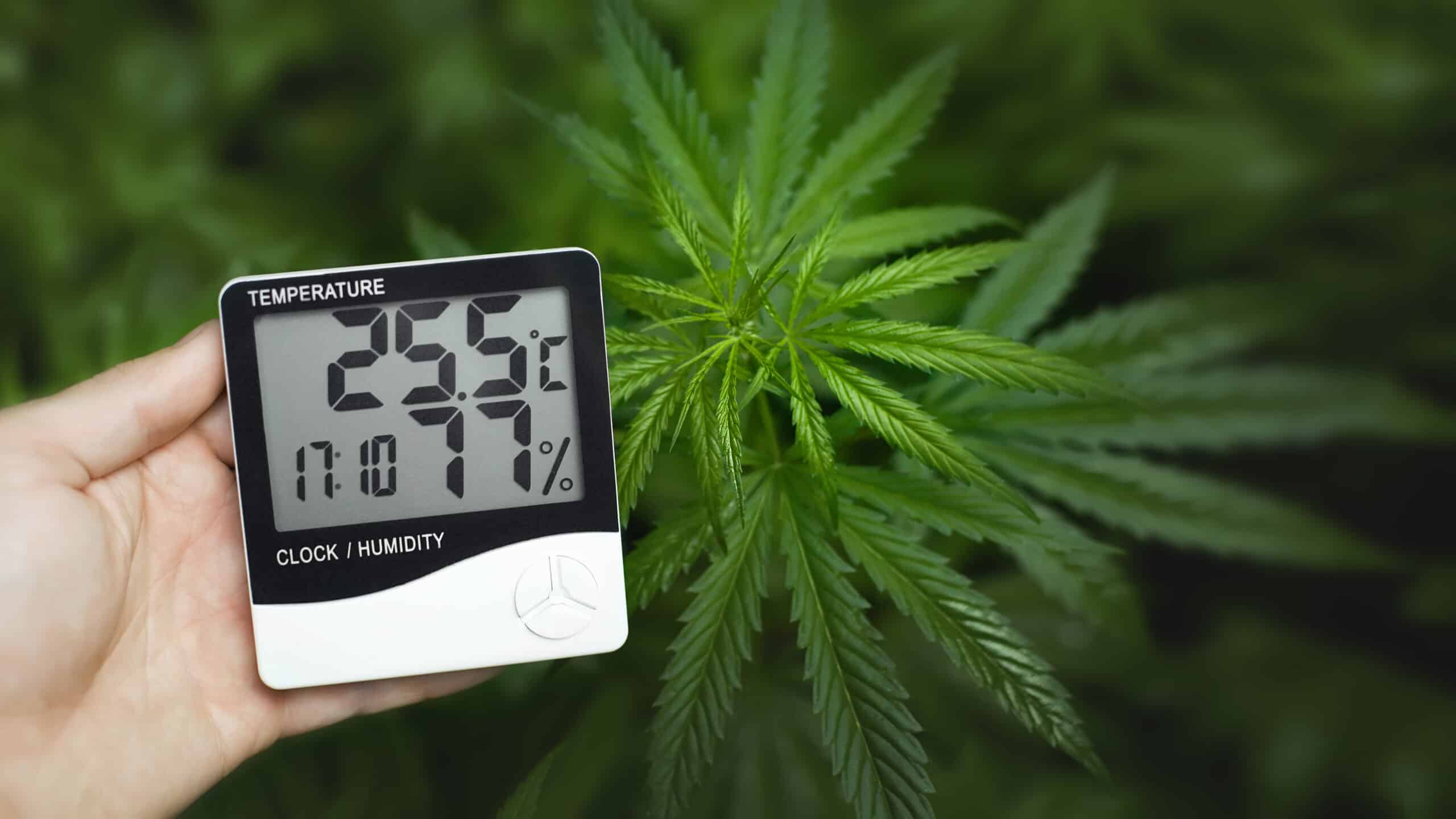 Cannabis cultivation technology includes this IoT humidity sensor and hygrometer showing value and temperature. The sensor is shown in hand in front of a cannabis plant