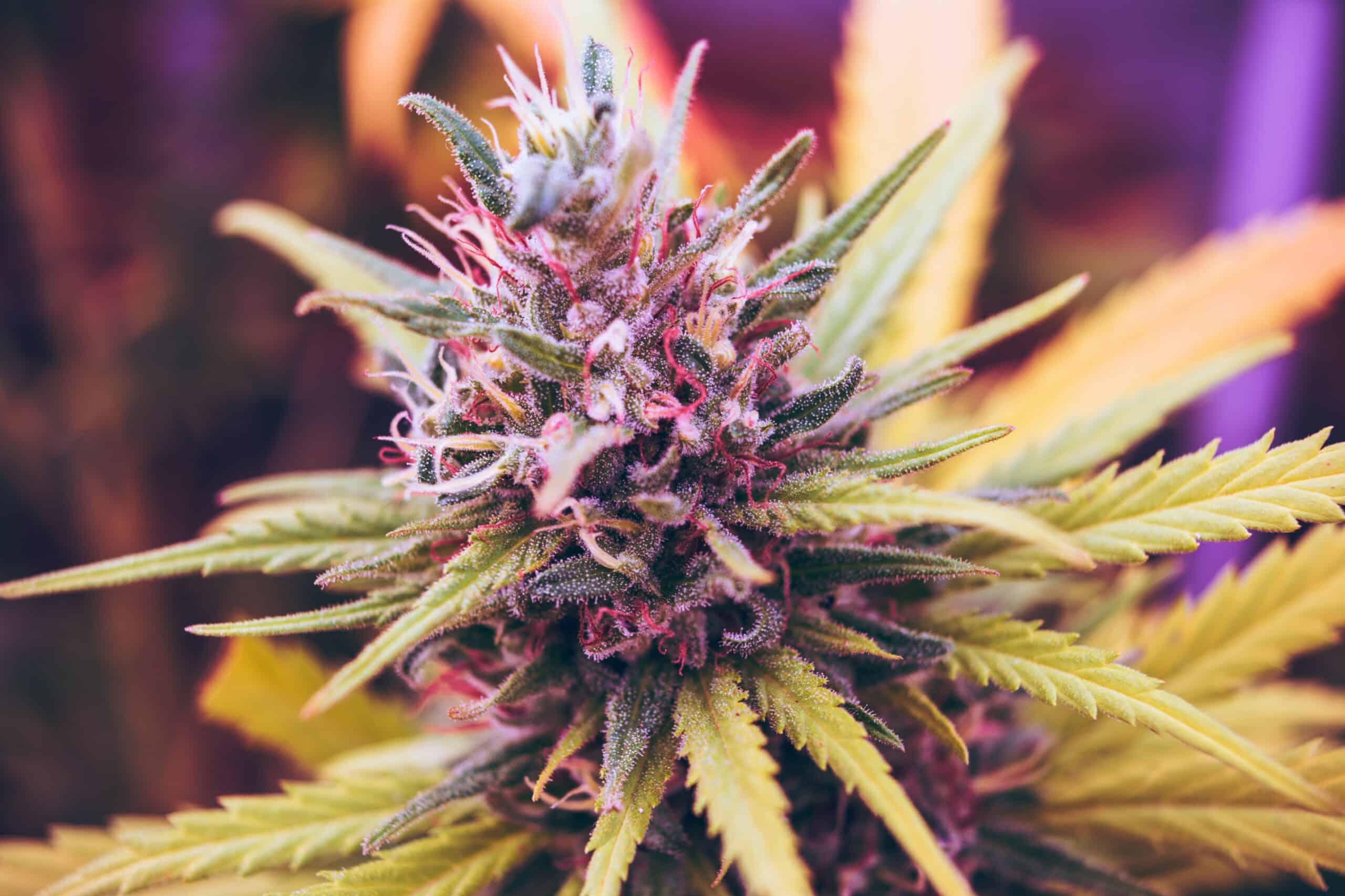 cannabis plant flower grown using cannabis cultivation technology